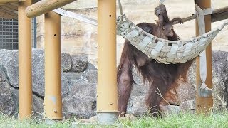 ヤシの実を裂いてキキママに分配したリキちゃん・オランウータン・オランウータン