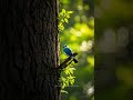 Relaksasi Suara Kicau Burung di Alam Bebas 🌲🌞