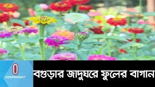 মহাস্থান জাদুঘরের সৌন্দর্য্য বাড়িয়েছে ফুলের বাগান ||  Bogra Flower Garden