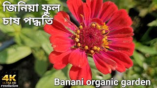 জিনিয়া ফুল চাষ পদ্ধতি। জিনিয়া ফুল চাষ করব কিভাবে। how to grow zinnia flowers.  4k video