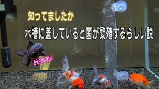 【金魚】年末からの日課トリートメント中！ 水槽の蓋をしていると菌が繁殖するらしい説