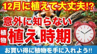 【12月に植えても大丈夫⁉︎】意外に知らない植物の植え時期450【カーメン君】【チューリップ】【球根】【宿根草】