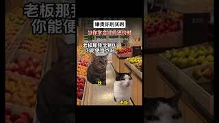 当面对老板的嘲讽时 如何反击？ #猫meme #cat #喵不可言 #猫meme小剧场 #搞笑 #喵 #funny #嘲讽#shorts