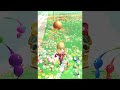 【ピクミンブルーム 】ドヤ顔ピクミンのエモいポストカードを狙え！【pikmin bloom】