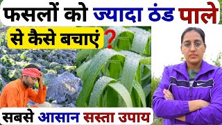 फसलों को🥶 ठंड पाले से बचाने का आसान तरीका | save crops from frost | pale se fasal ko bachane ke upay