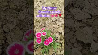 Dythes winter flowering collection 🌹🥰#shortvideo #terracegarde #garden #floweringplant