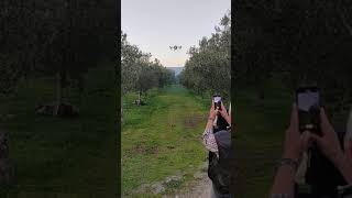 DJI AGRAS T30 Demonstration (Olive Trees)