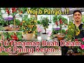 Wajib Punya..! 16 Jenis Tabulampot Paling Keren, Rekomendasi Tabulampot Terbaik, Tanaman Bermanfaat!