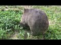 【wombat】まったりフクちゃん☆ relax fuku