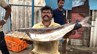 14 KG COBIA CUTS BY KASIMEDU DURAI🔪110$ COBIA🔪KF FISH CUTS