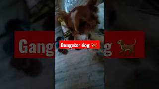 Gangster dog |#Gangster dog 🐕 #shorts#viral