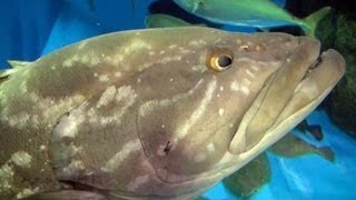 魚津水族館リニューアル内見会