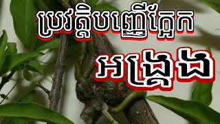 ប្រវត្តិបញ្ញើក្អែកអង្គ្រង មូលហេតុដំបូងដែលនាំឲ្យដឹងថាបញ្ញើក្អែអង្រ្គងខ្លាំងពូកែ - ពូឧគ្រ:៚