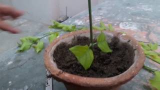 How to grow Rangoon Creeper by cutting? || Fun Gardening || 14 May, 2017