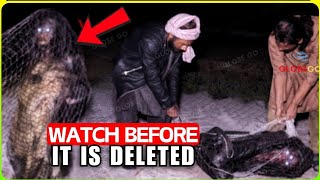 Scientist TERRIFIED! Fishing Anomalies Captured That DEFY LOGIC Can't Believe They Exist Documentary