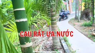 TRỒNG CAU TO KHOẺ LƯU Ý ĐIỀU NÀY | DN90 TV.