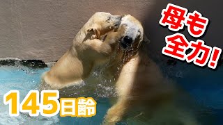 プールでじゃれあうホッキョクグマ親子【145日齢】Polar Bear Baby Growth Record(Day 145)