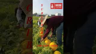 Farm Fresh Ninja Fruit Tik Tok China EP 30