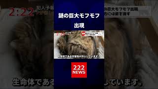 巨大モフモフが出現！その正体は猫…？#shorts