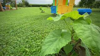 Paulownia elongata 2020