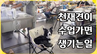 보더콜리 천재견 강아지가 수업가면 무슨일이 생길까?