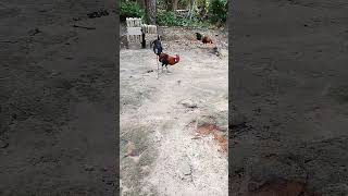 PIKAT AYAM HUTAN KOKOK ORI #ayamhutan