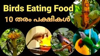 Birds Eating Food//10 തരം പക്ഷികൾ food കഴിക്കുന്ന മനോഹരമായ വീഡിയോ #beenascreations#birdseating