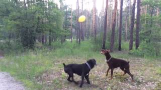 Cane Corso \u0026 Doberman vs balloons