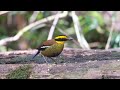 bornean banded pitta 20221110 borneo sabah a