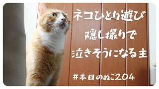 猫のひとり遊びをこっそり撮影…【本日のぬこ204】