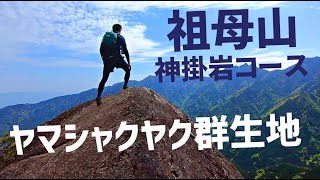 【祖母山】神掛岩コースはお花畑の穴場【ヤマシャクヤク＆アケボノツツジ】