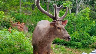 tirumala forest deer animal