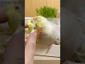 【もふもふ】甘えん坊な オカメインコをなでなでする可愛い動画はこちら kawaii a video of scratching a cockatiel s head all the time