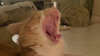 A Wobbly Yawn
