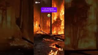 Terrible fire in los Angeles city destroyed #fire #firefighter