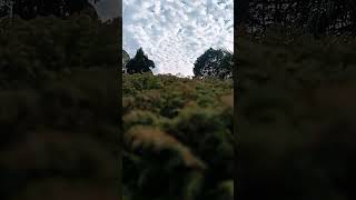 My thoughts of the day visit in Darjeeling #trending #nature #youtubeshorts #darjeeling #travel#view