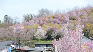 福島市 花見山公園の春　　　　　春を待つ手紙　　吉田 拓郎