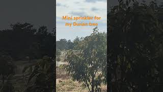 Durian farmer ~ solar system ~ Mini sprinkler #durain