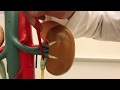 The External Gross Anatomy of the Kidney