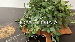 【 New Plant 】Hoya DS-70/ Hoya sp aff burtoniae