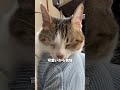 日向ぼっこが大好きすぎる猫 cat 猫のいる暮らし 猫