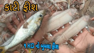 1 KG નો બુમલા ફીશ || કાટી ફીશ કેવી હોય જોવા આ વિડીયો માં #સમુદ્રીલુટેરા #virlvideo