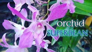 Dendrobium Orchid Superbiens || anggrek favorit ibu ibu