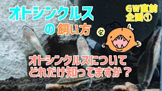 オトシンクルスの飼い方　オトシンクルスについての基本的な情報のおさらい【GW直前企画】