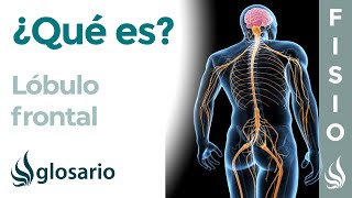 LÓBULO FRONTAL | Qué es, ubicación, cómo funciona, qué controla y lesiones