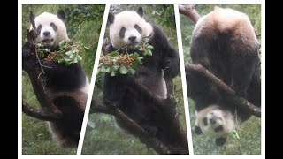 20241121 圓寶雨中摘茄苳 現採立食樂無窮(早餐上) Giant Panda Yuan Bao