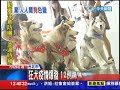 20130729中天新聞　狂犬疫情爆發　12例鼬獾確診3都淪陷