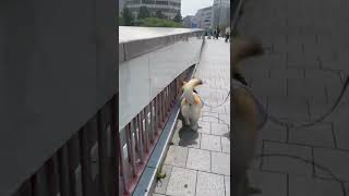 嬉しそうに歩く子犬のおしりが可愛すぎる