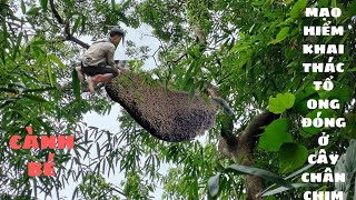 Mạo hiểm lấy những tổ ong đóng ở cành bé - ONG RỪNG QUẢNG ĐỨC