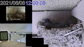 孵化後07日目 2021 ツバメの巣 子育て 観察 タイムラプス（１日）Swallow's Nest time-lapse 2021/06/08 05時～2021/06/09 05時